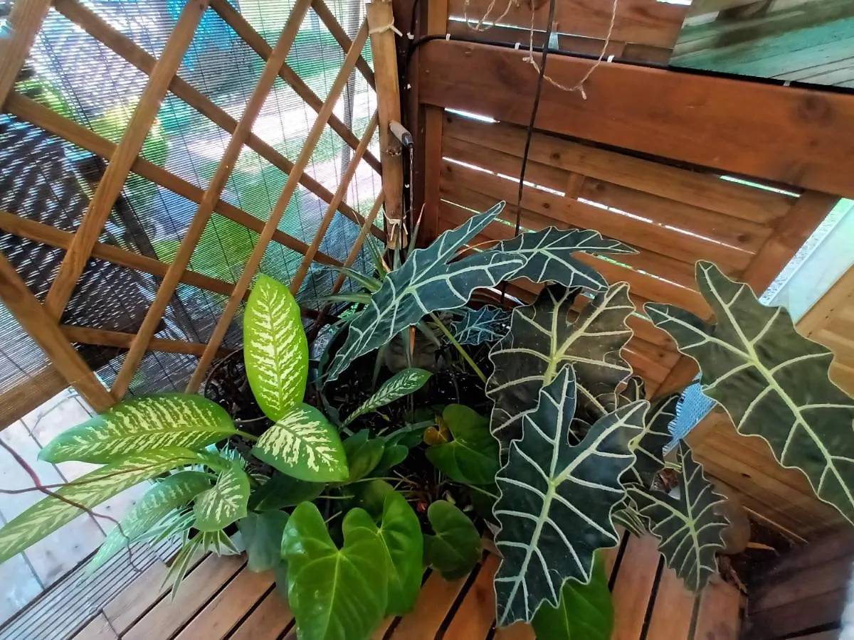 Homestay Tropical Room Lamentin