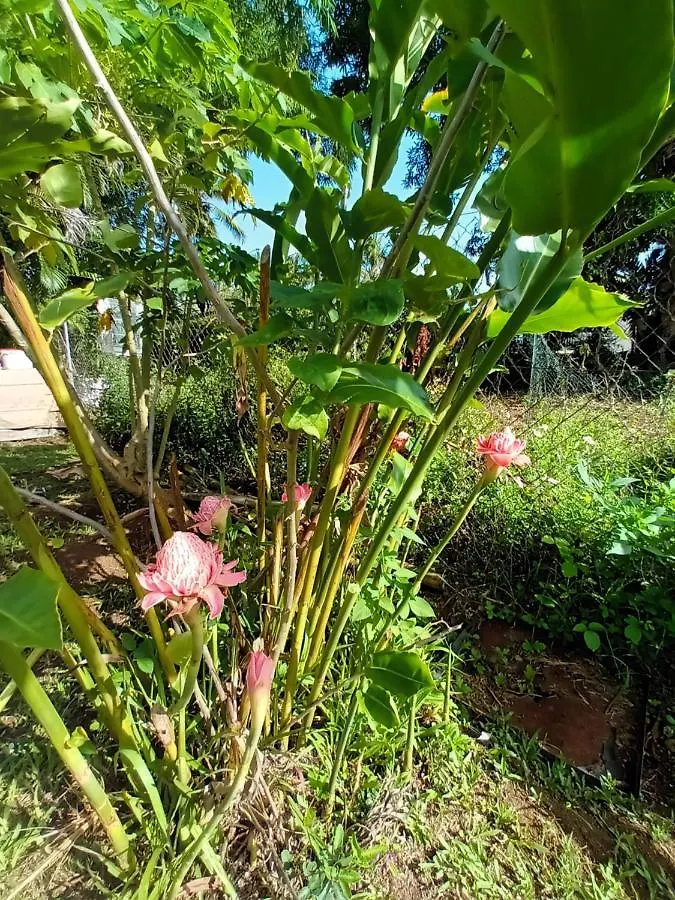 Tropical Room Lamentin Homestay